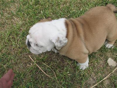 English Bulldog Puppies for Sale